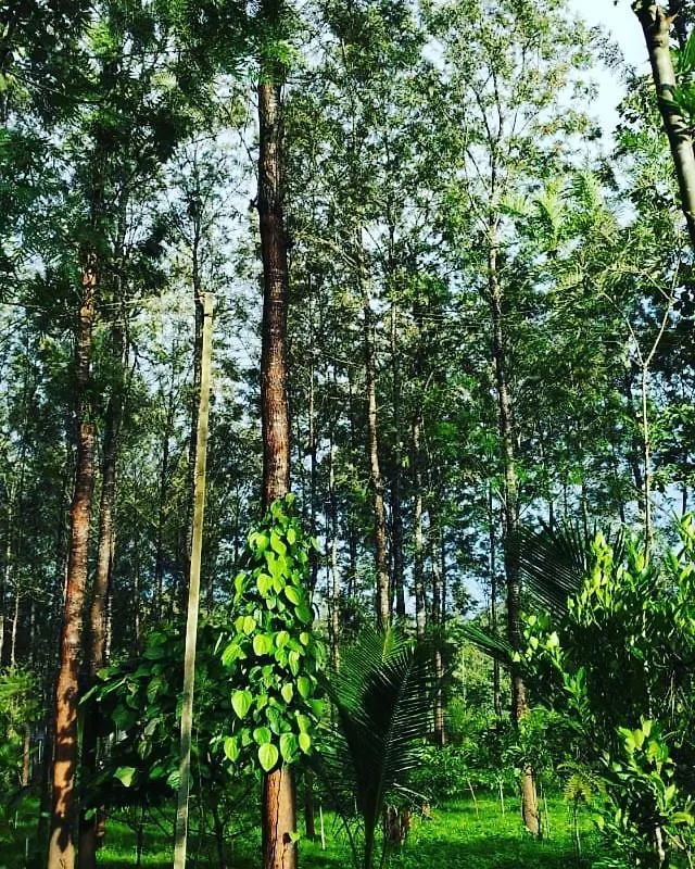 Jungle Inn Wayanad Sultan Bathery